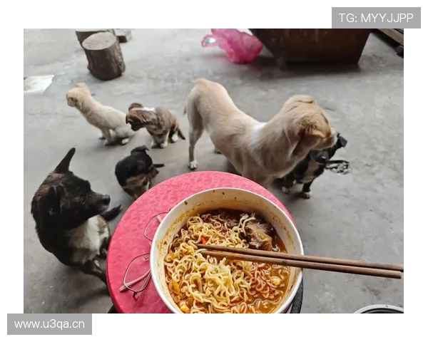 张琳芃家的狗都吃进口粮，我还在纠结泡面加不加蛋